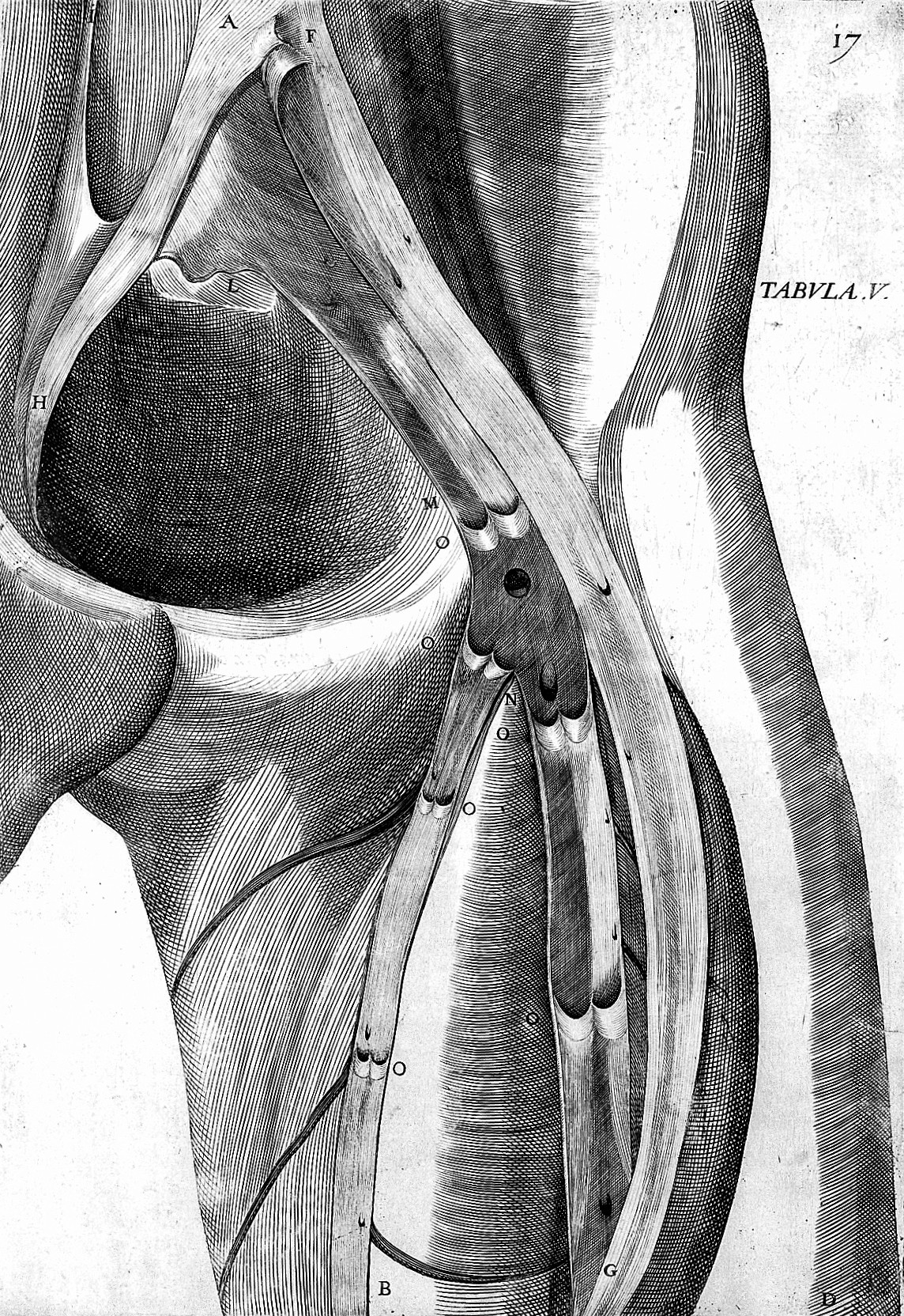 Anatomical illustration of upper-leg veins and their valves from Fabricius's work